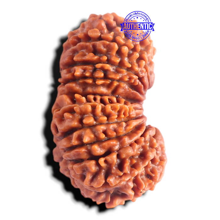 20 Mukhi Gaurishankar Nepalese Rudraksha - Bead No 11