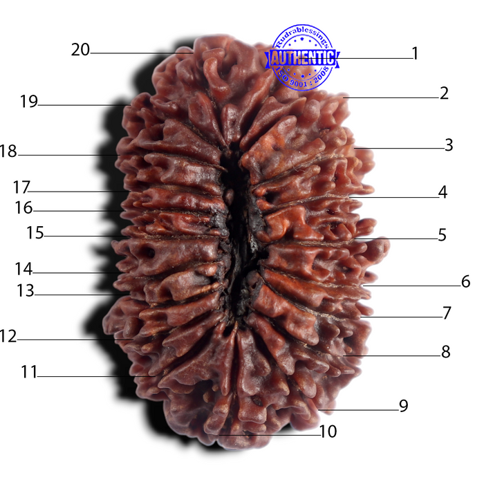 20 Mukhi Nepalese Rudraksha - Bead No 12