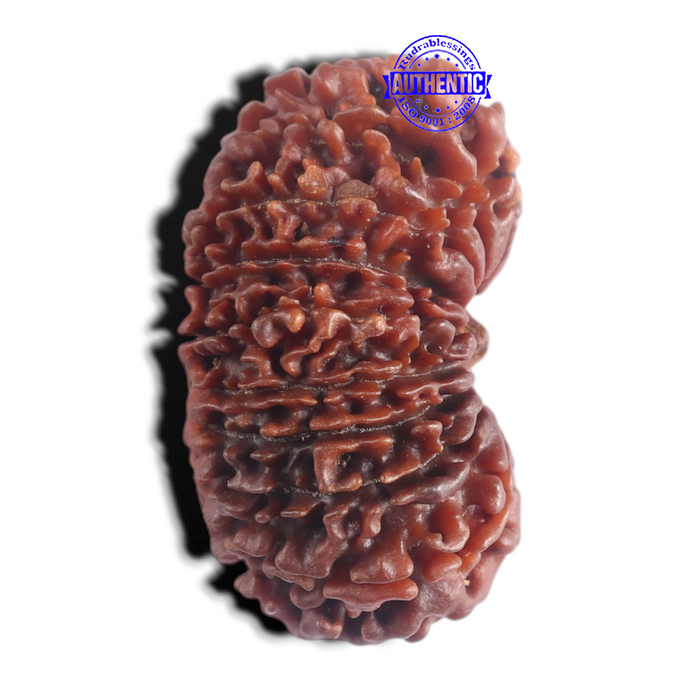 20 Mukhi Nepalese Rudraksha - Bead No 12