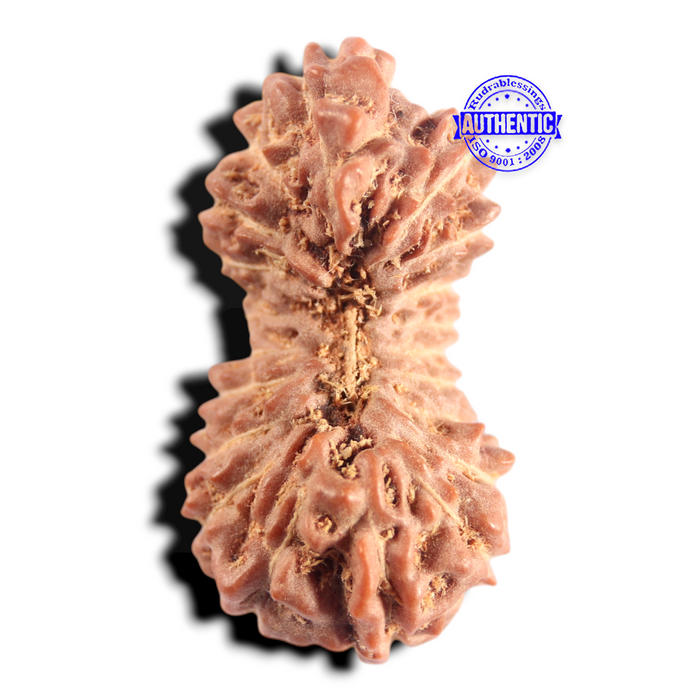 20 Mukhi Indonesian Rudraksha - Bead 40