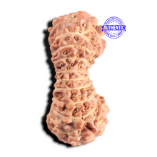 Load image into Gallery viewer, 20 Mukhi Indonesian Rudraksha - Bead 40
