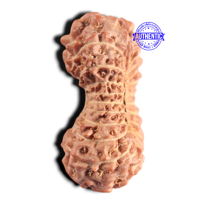 20 Mukhi Indonesian Rudraksha - Bead 40