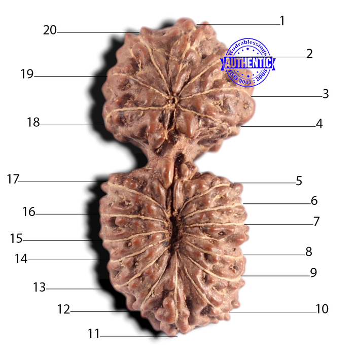 20 Mukhi Indonesian Gaurishankar Rudraksha - Bead 82