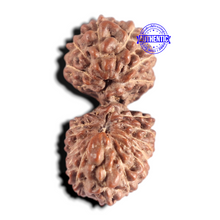 Load image into Gallery viewer, 20 Mukhi Indonesian Gaurishankar Rudraksha - Bead 82

