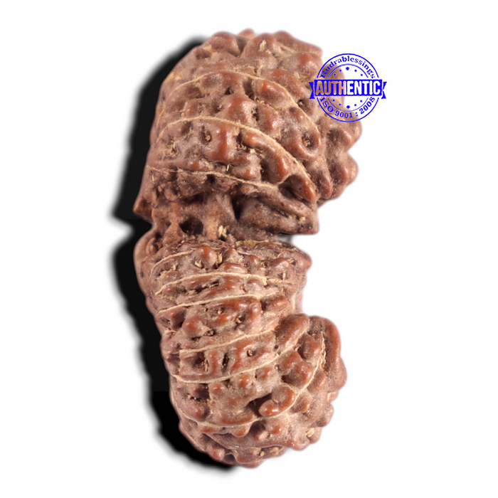 20 Mukhi Indonesian Gaurishankar Rudraksha - Bead 82