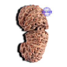 Load image into Gallery viewer, 20 Mukhi Indonesian Gaurishankar Rudraksha - Bead 82

