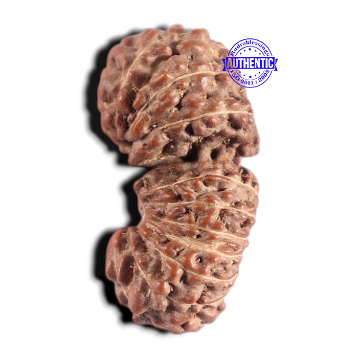 20 Mukhi Indonesian Gaurishankar Rudraksha - Bead 82