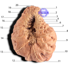 Load image into Gallery viewer, 20 Mukhi Indonesian Rudraksha - Bead 91
