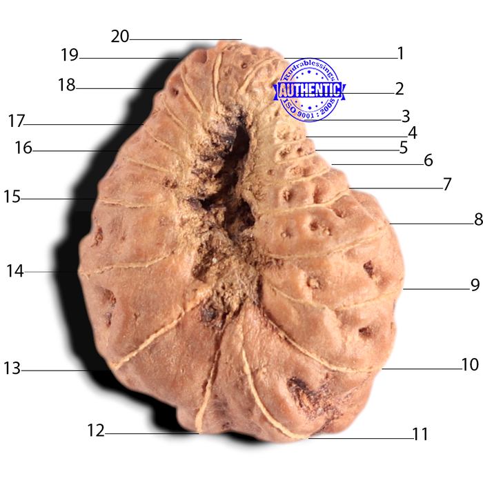 20 Mukhi Indonesian Rudraksha - Bead 91