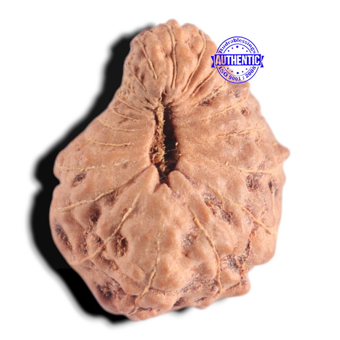 20 Mukhi Indonesian Rudraksha - Bead 91