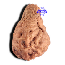 Load image into Gallery viewer, 20 Mukhi Indonesian Rudraksha - Bead 91
