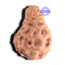 Load image into Gallery viewer, 20 Mukhi Indonesian Rudraksha - Bead 91
