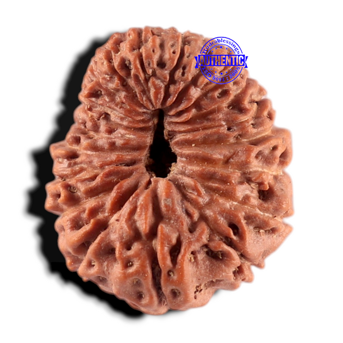 20 Mukhi Indonesian Rudraksha - Bead 99