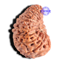 Load image into Gallery viewer, 20 Mukhi Indonesian Rudraksha - Bead 99
