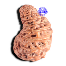 Load image into Gallery viewer, 20 Mukhi Indonesian Rudraksha - Bead 99
