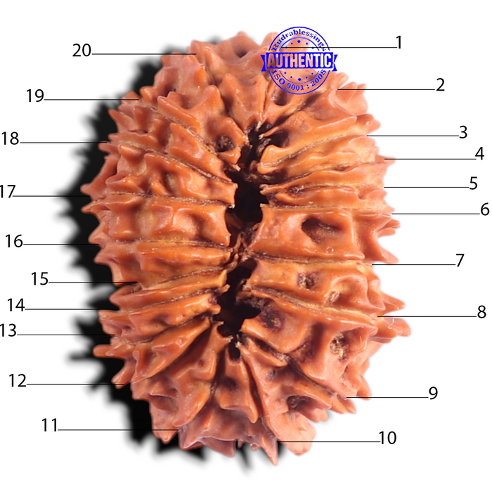 20 Mukhi Nepalese Rudraksha - Bead No. 13