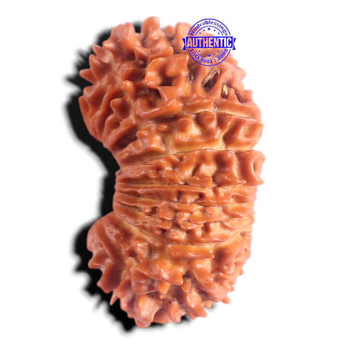 20 Mukhi Nepalese Rudraksha - Bead No. 13