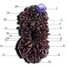 Load image into Gallery viewer, 20 Mukhi Nepalese Rudraksha - Bead No. 1
