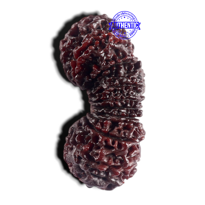 20 Mukhi Nepalese Rudraksha - Bead No. 1