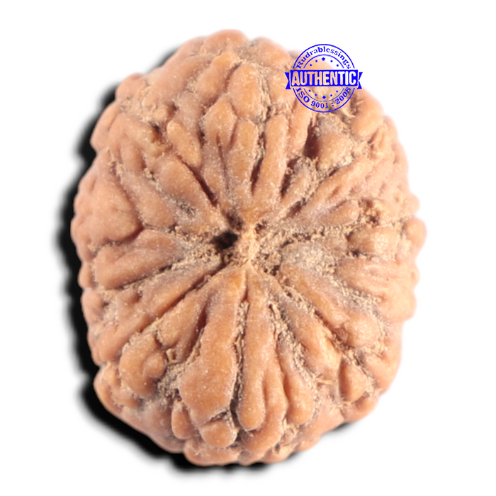 10 Mukhi Rudraksha from Indonesia - Bead No. 20