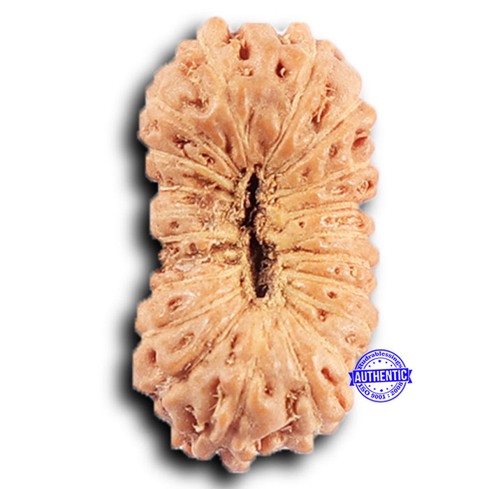 20 Mukhi Indonesian Rudraksha - Bead 106