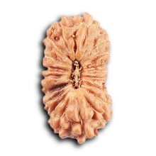Load image into Gallery viewer, 20 Mukhi Indonesian Rudraksha - Bead 106
