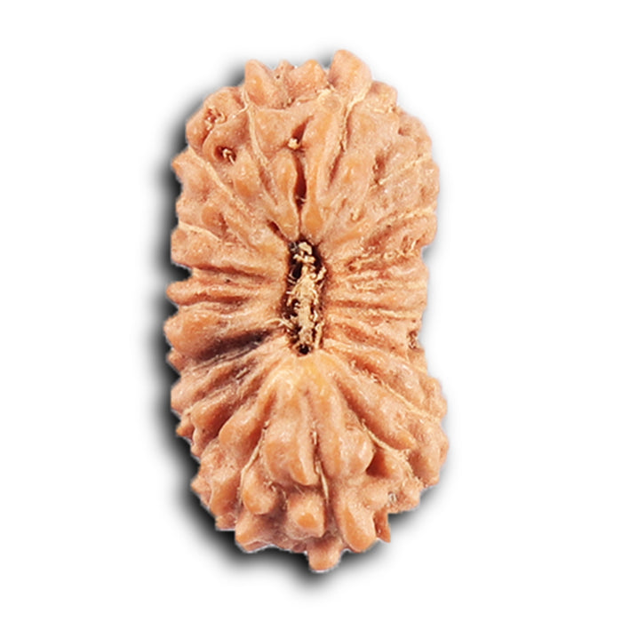 20 Mukhi Indonesian Rudraksha - Bead 106