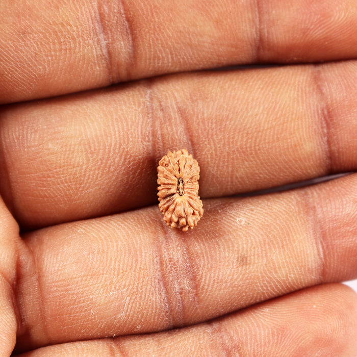 20 Mukhi Indonesian Rudraksha - Bead 106