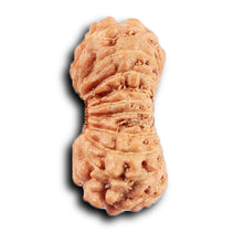 Load image into Gallery viewer, 20 Mukhi Indonesian Rudraksha - Bead 106
