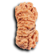 Load image into Gallery viewer, 20 Mukhi Indonesian Rudraksha - Bead 106
