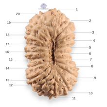 Load image into Gallery viewer, 20 Mukhi Indonesian Rudraksha - Bead 109
