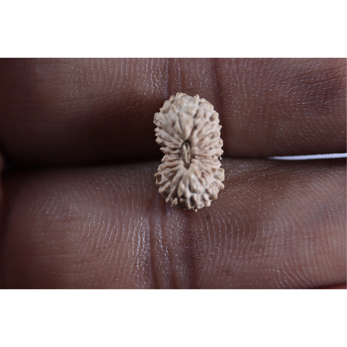 20 Mukhi Indonesian Rudraksha - Bead 109