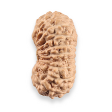 Load image into Gallery viewer, 20 Mukhi Indonesian Rudraksha - Bead 109
