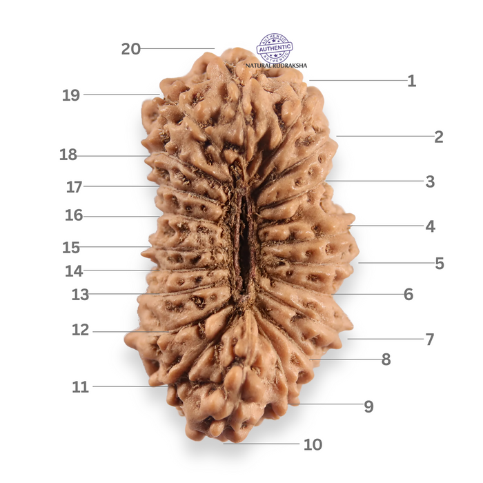20 Mukhi Indonesian Rudraksha - Bead 110