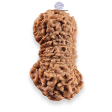 Load image into Gallery viewer, 20 Mukhi Indonesian Rudraksha - Bead 110
