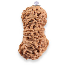 Load image into Gallery viewer, 20 Mukhi Indonesian Rudraksha - Bead 110
