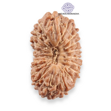 Load image into Gallery viewer, 20 Mukhi Indonesian Rudraksha - Bead 111
