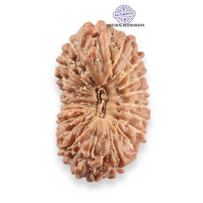 20 Mukhi Indonesian Rudraksha - Bead 111