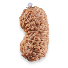 Load image into Gallery viewer, 20 Mukhi Indonesian Rudraksha - Bead 111
