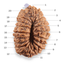 Load image into Gallery viewer, 20 Mukhi Indonesian Rudraksha - Bead 113
