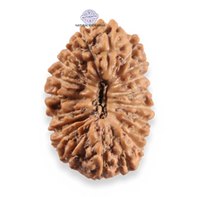 Load image into Gallery viewer, 20 Mukhi Indonesian Rudraksha - Bead 113
