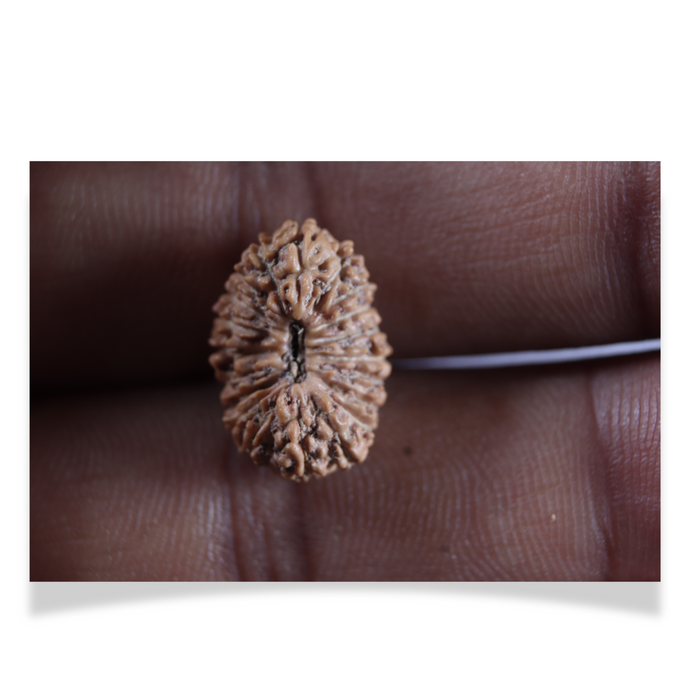 20 Mukhi Indonesian Rudraksha - Bead 113