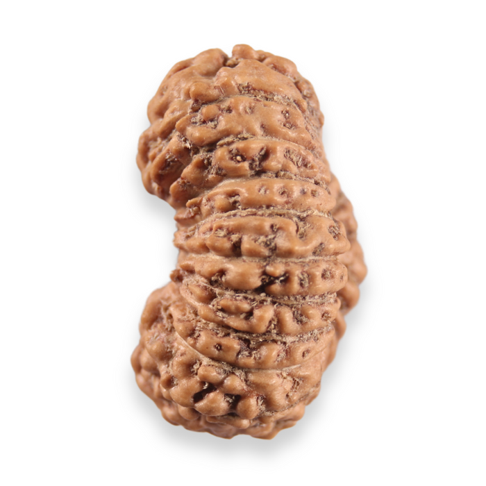 20 Mukhi Indonesian Rudraksha - Bead 113