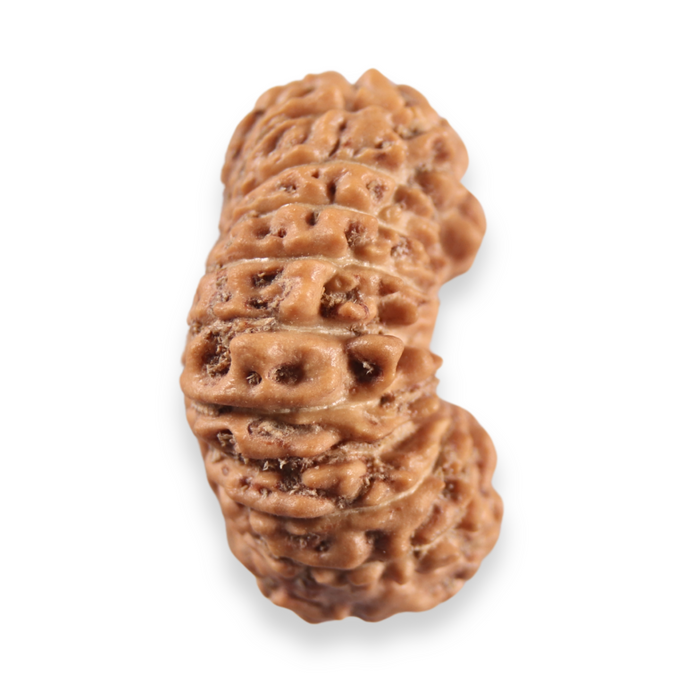 20 Mukhi Indonesian Rudraksha - Bead 113