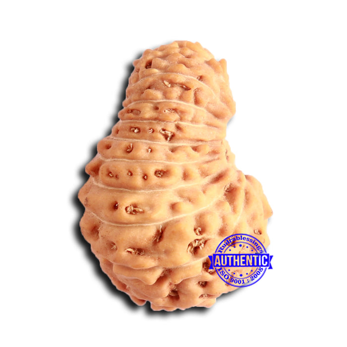 20 Mukhi Indonesian Rudraksha - Bead 93