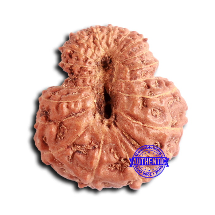 20 Mukhi Indonesian Rudraksha - Bead 94