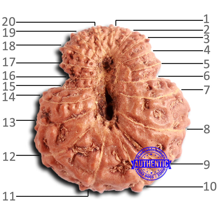20 Mukhi Indonesian Rudraksha - Bead 94