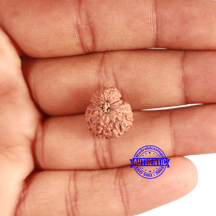 20 Mukhi Indonesian Rudraksha - Bead 94