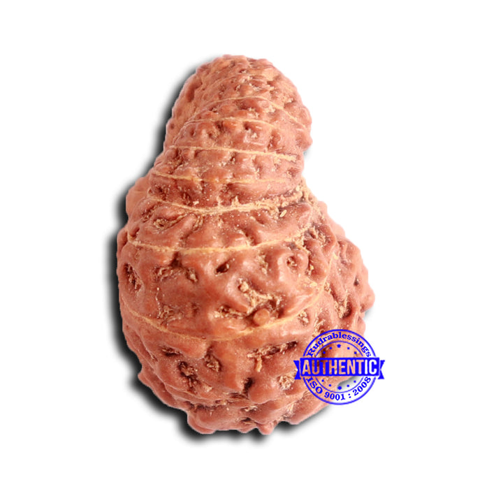20 Mukhi Indonesian Rudraksha - Bead 94