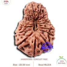 Load image into Gallery viewer, 17 Mukhi Rudraksha from Indonesia - Bead No. 214
